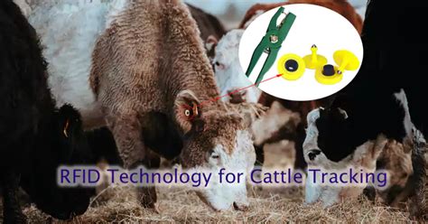 amish rfid chip|usda cattle rfid.